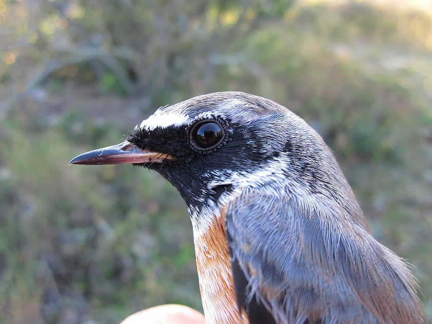 Common Redstart, Sundre 20120829